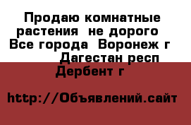 Продаю комнатные растения  не дорого - Все города, Воронеж г.  »    . Дагестан респ.,Дербент г.